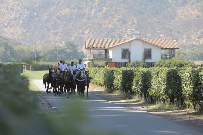 Jinetes junto a un viñedo en el valle de Colchagua
